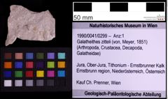 Foto (Objekt + Etiketten) von Galatheithes zitteli (von, Meyer, 1851) (NHMW-GEO-1990-0041-0299)